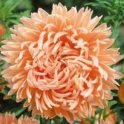 Asters "Duchesse Peach", Callistephus chinensis